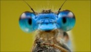 bug eyes